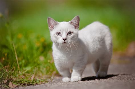 white cats health problems|Do White Cats Have Health Problems – .